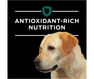 Pro Plan Vet Diets Gastroenteric Wet Dog Food Pro Plan Vet Direct